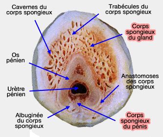 poil sur le gland|corps caverneux.